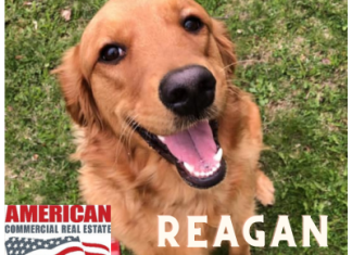 PHOTO GALLERY | WashingtonCountyInsider.com advertisers “paws” to honor National Dog Day
