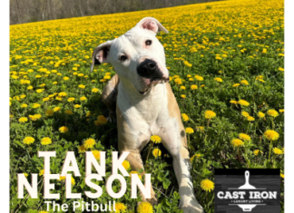 PHOTO GALLERY | WashingtonCountyInsider.com advertisers “paws” to honor National Dog Day today
