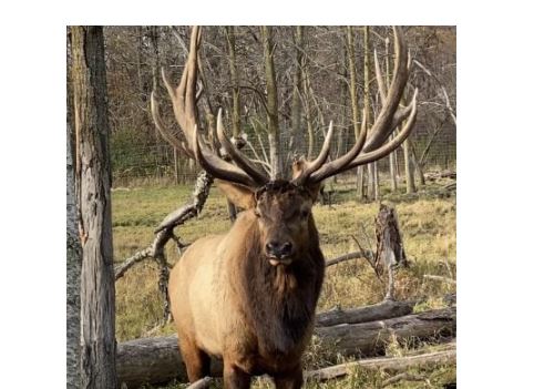 VIDEO | A change in season as bull elk at Shalom Wildlife rubs velvet ...