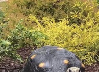Port Washington woman asks for help after pet giant tortoise escaped