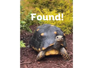 Gus the Giant Tortoise finds his way home; Port Washington woman thanks community