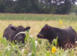 So how was your weekend? Did your cows get out too? | By Deanna Schmidt from Schmidt Century Farms