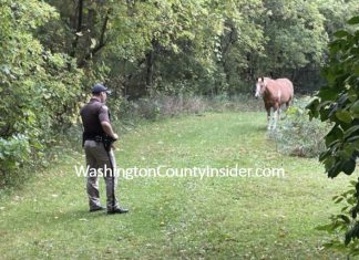 horse