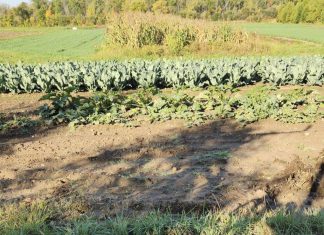Witteās Vegetable Market turns another page in its season of growing | By Gus Witte