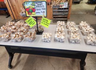 Witte’s fall decor, pumpkin sale and last of the fresh fall produce | By Gus Witte