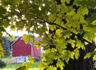 VIDEO | Walk with me in the Century Farmhouse Woods | By Ann Marie Craig