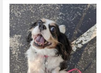 Rainbow Bridge | Run free Amelia | By Melissa Collett