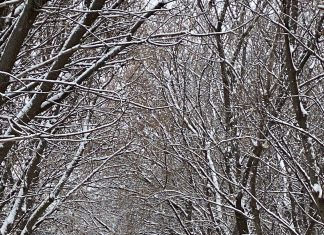 Let’s see your ‘First snowfall of the Season’ photos in Washington Co., WI