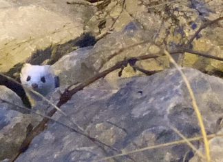 VIDEO | A new friend found on the trail at Horicon Marsh