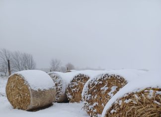 Snowy weather makes for extra challenges on the farm | By Deanna Schmidt – Schmidt Century Farm