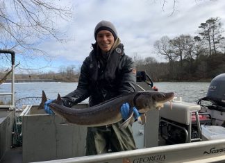sturgeon