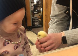 VIDEO | Here come the chicks at West Bend Elevator