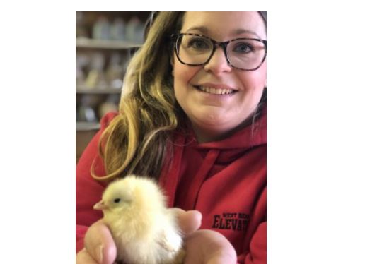VIDEO | Here come the chicks at West Bend Elevator
