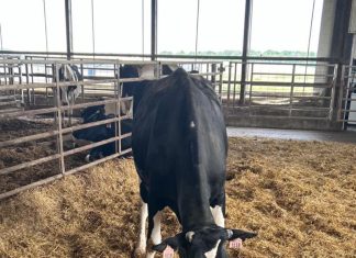 VIDEO | Berndt’s Family Farm celebrates the end of Dairy Month with triplets
