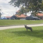 Coyote sightings up in Village of Jackson, Wi | By Jackson Police