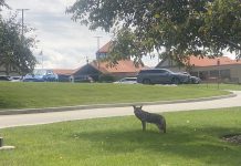 Coyote sightings up in Village of Jackson, Wi | By Jackson Police