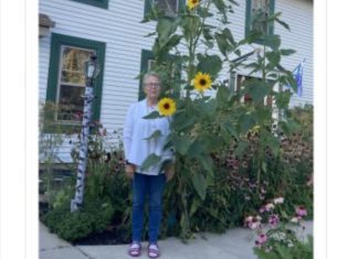 10-foot 7-inch sunflower in Town of Trenton by Judi Wenzler