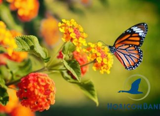 Migrate to Horicon Bank | By Grace Bruins