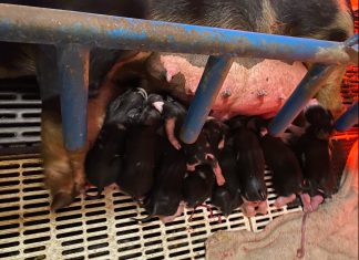 VIDEO | 7 pigs born at Schmidt Century Farm | By Deanna Schmidt