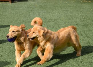 Washington Co. Humane Society issues statement regarding 22 impounded Golden Retrievers