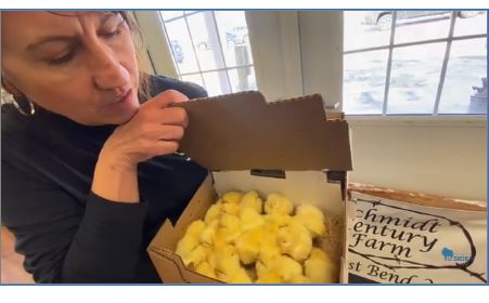 chick