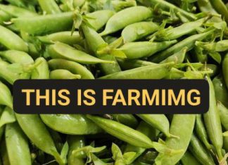 Gus Witte from Witte’s Vegetable Market shares farming experiences