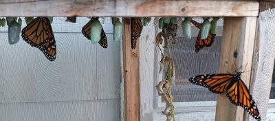 monarch butterflies