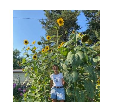 Look at this monster sunflower in the Town of West Bend, WI