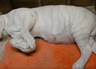 Tiger baby watch at Shalom Wildlife Sanctuary captures attention around the world