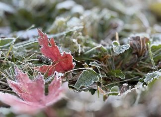 Widespread frost overnight in Washington County, Wi