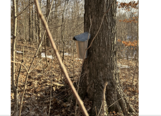 News from the Farmhouse | The sweetest glimmers of Springtime | By AnnMarie Craig