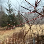 Maple season – a modern twist on the results of the process | By AnnMarie Craig