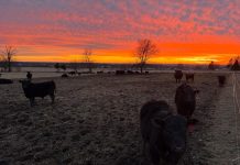 Shop Schmidt Century Farm – locally owned, farm fresh | Know your farmer, know your food