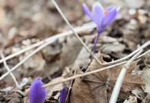 VIDEO | Signs & sounds of Spring… finally
