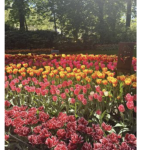 Embrace Springtime Magic: Tulips and travel in Amsterdam | By Kelly Rueckl – CTS Travel