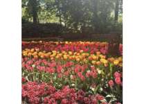 Embrace Springtime Magic: Tulips and travel in Amsterdam | By Kelly Rueckl – CTS Travel