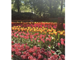 Embrace Springtime Magic: Tulips and travel in Amsterdam | By Kelly Rueckl – CTS Travel