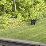 VIDEO | Slinger woman awakes to bear strolling through her yard