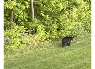 VIDEO | Slinger woman awakes to bear strolling through her yard