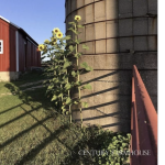 Century Farmhouse Soaps at today’s West Bend Farmers’ Market | By AnnMarie Craig