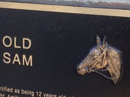TheBiKeWriTer | Remembering Old Sam: The horse who came home