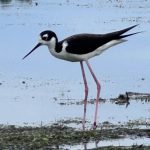 Horicon Marsh sees growing population of black-necked stilts | By Wisconsin DNR