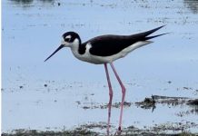 Horicon Marsh sees growing population of black-necked stilts | By Wisconsin DNR