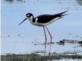 Horicon Marsh sees growing population of black-necked stilts | By Wisconsin DNR
