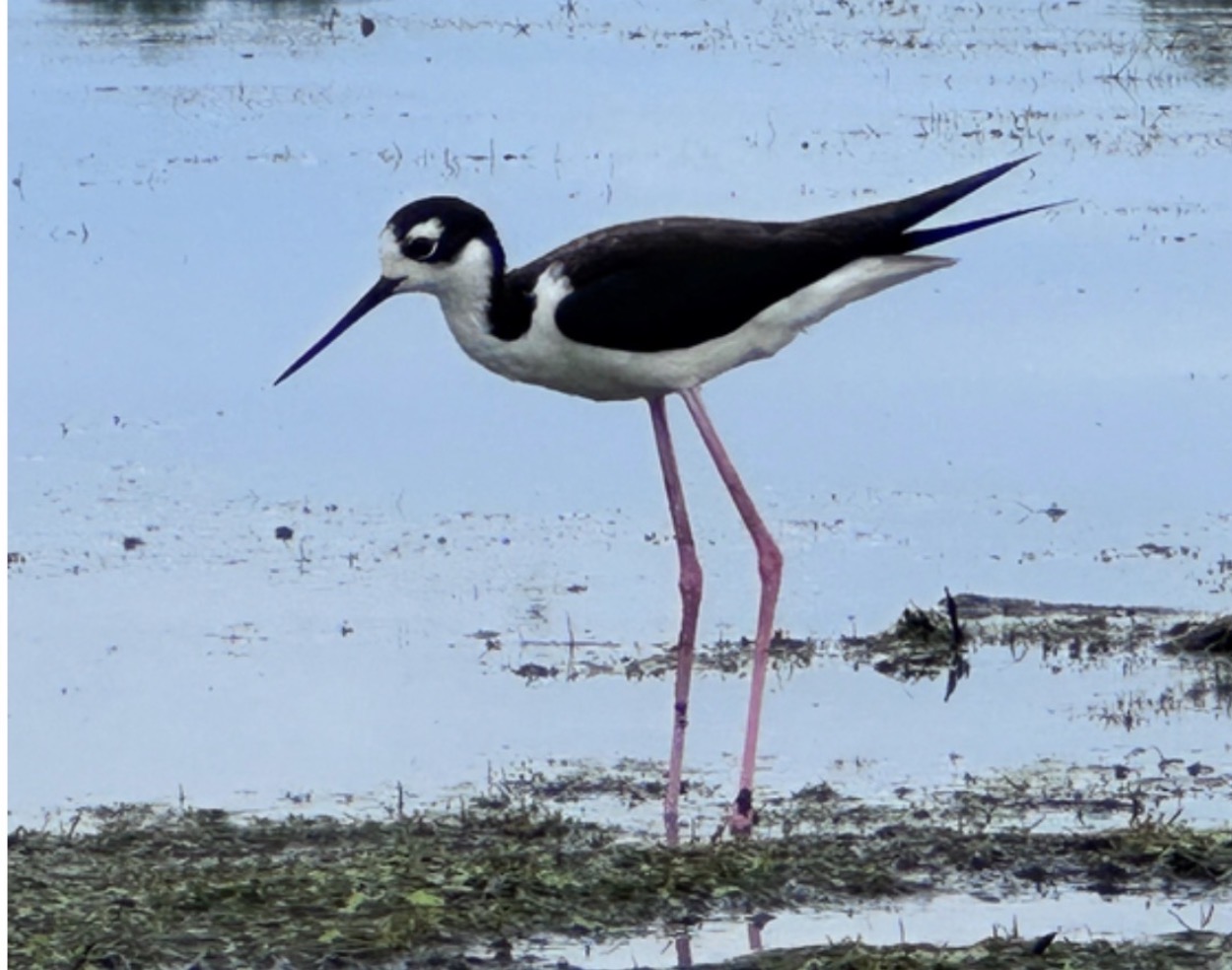 Horicon Marsh sees growing population of black-necked stilts | By Wisconsin DNR