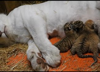 Did someone say ‘Baby Tigers’ at Shalom Wildlife Sanctuary