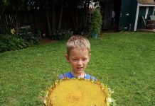 Annual Sunflower Challenge – submit your favorite photo