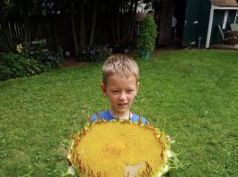 Annual Sunflower Challenge – submit your favorite photo