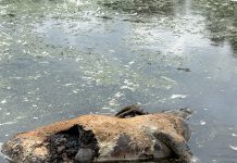 DNR confirms Epizootic Hemorrhagic disease in wild deer in Washington County, Wi