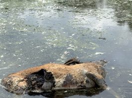 DNR confirms Epizootic Hemorrhagic disease in wild deer in Washington County, Wi